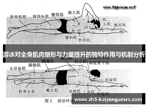 游泳对全身肌肉塑形与力量提升的独特作用与机制分析